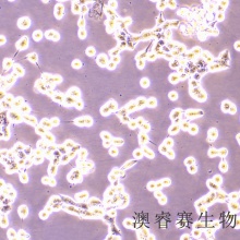 95-D（人高转移肺癌细胞）