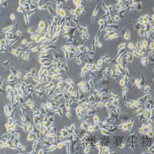 AGS（人胃腺癌细胞）