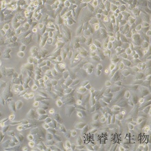 Saos-2（人成骨肉瘤细胞）