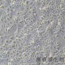 ST（猪睾丸细胞）