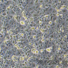 ST（猪睾丸细胞）