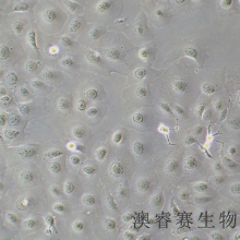 TE-1（人食管癌细胞）