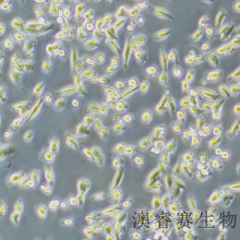 HS 683（人脑胶质瘤细胞）