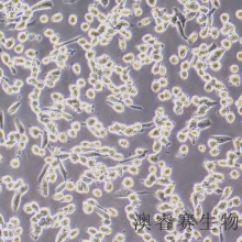 HS 683（人脑胶质瘤细胞）