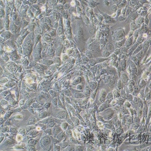 TM4（正常小鼠睾丸Sertoli细胞）