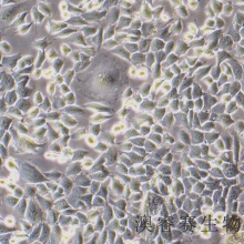 GC-1 spg（小鼠精原细胞）