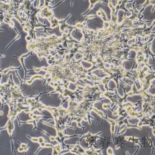 Lncap（人前列腺癌细胞）