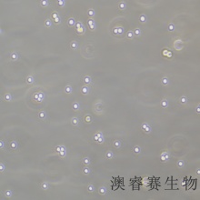 CTLL-2（小鼠T淋巴细胞）