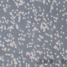 CTLL-2（小鼠T淋巴细胞）