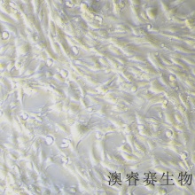 bend.3（小鼠脑微血管内皮细胞株）