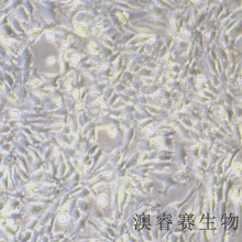 bend.3（小鼠脑微血管内皮细胞株）