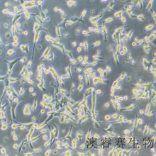 MIN6（小鼠胰岛B细胞）