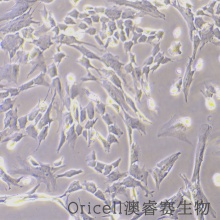 PT-K75（猪鼻甲黏膜成纤维细胞）