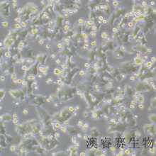 NCI-H2126（人非小细胞肺癌细胞）