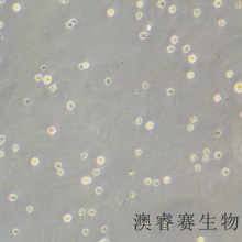 MM.1S（人免疫球蛋白lambda骨髓瘤细胞）