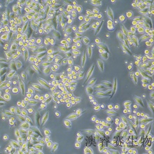 MIA PaCa-2（人胰腺导管癌细胞）