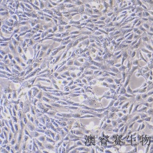 mpc-5（小鼠肾小球足细胞）