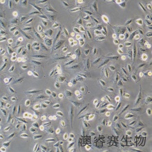 CRFK（猫肾细胞）