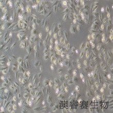 CRFK（猫肾细胞）