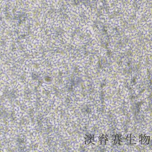 HEK-293（人胚肾细胞）