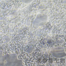 HEK-293（人胚肾细胞）