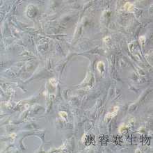 MC3T3-E1 小鼠胚胎成骨细胞前体细胞