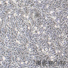 CHL（仓鼠肺细胞）