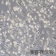 CHO（仓鼠卵巢细胞）