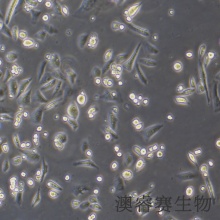 CHO（仓鼠卵巢细胞）