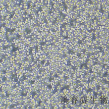 Daudi（人Burkitt's淋巴瘤细胞）