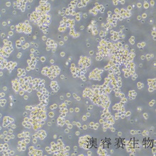 Daudi（人Burkitt's淋巴瘤细胞）