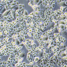 Eca-109（人食管癌细胞）