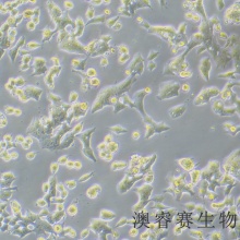 F9（小鼠畸胎瘤细胞/小鼠胚胎癌细胞）