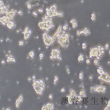 F9（小鼠畸胎瘤细胞/小鼠胚胎癌细胞）