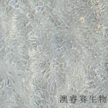 Hacat（人永生化角质形成细胞）