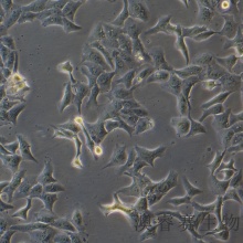 Hacat（人永生化角质形成细胞）