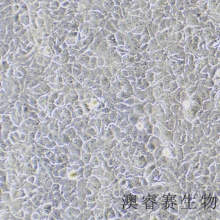 Hacat（人永生化角质形成细胞）