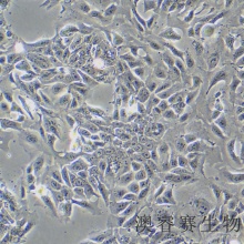 HCT-15（人结直肠腺癌细胞）