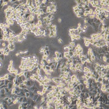 HEC-1-B（人子宫内膜腺癌细胞）