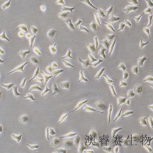 Hela（人宫颈癌细胞）