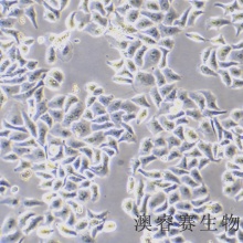 Hela（人宫颈癌细胞）