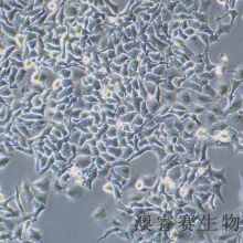 Hela（人宫颈癌细胞）