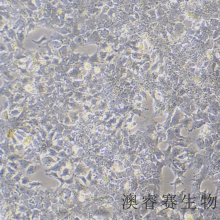 HuH-7（人肝癌细胞）