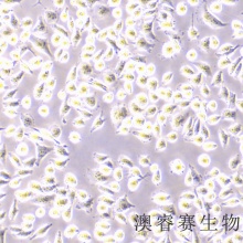 MDA-MB-231（人乳腺癌细胞）