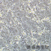 MDBK [NBL-1]（牛肾细胞）