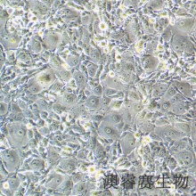 MDBK [NBL-1]（牛肾细胞）