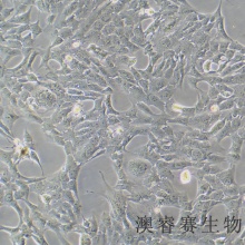 RF/6A（猴脉络膜-视网膜内皮细胞）
