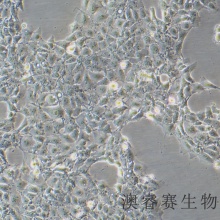 ST（猪睾丸细胞）