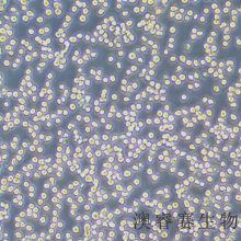 THP-1（人单核细胞白血病）