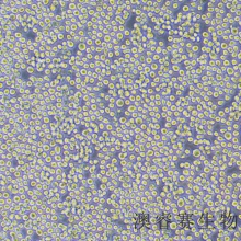 THP-1（人单核细胞白血病）